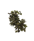 Ein kleiner Haufen getrockneter, dunkelgrüner und brauner, grob geschnittener Blätter von Spitzwegerich (Plantago lanceolata) auf einem hellgrauen Hintergrund.