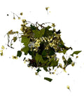 Ein Haufen getrockneter, gelblich-weißer Weißdornblüten (Weissdorn) mit kleinen grünen Blättern und dünnen Stielen, die auf einem weißen Hintergrund verteilt sind.